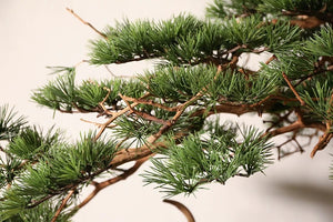 VICKY YAO Bonsai Project - Realistic Juniper Bonsai for New Chinese & Japanese Style Restaurant customizable in any size. UV-resistant, waterproof indoor outdoor