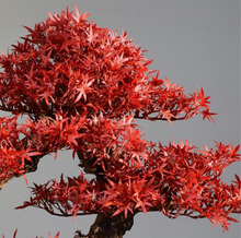 Load image into Gallery viewer, VICKY YAO Design Aesthetic - Exclusive Design Handmade Artificial Red Maple Leaf Faux Bonsai Tree in Pot