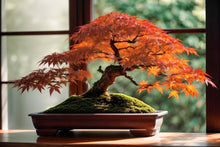 Load image into Gallery viewer, VICKY YAO Design Aesthetic - June New Arrival Exclusive Design Handmade Japanese Style Red Maple Bonsai Art 60L x 22W x 40cm H