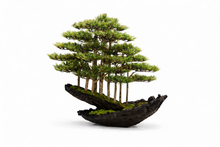 Load image into Gallery viewer, VICKY YAO - Fine Art Forest Bonsai Sculpture ｜Artificial Bonsai Driftwood Style Japanese Zen Tree Arrangement – Luxury Home Decor