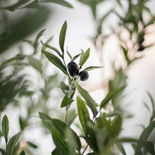 画像をギャラリービューアに読み込む, VICKY YAO- VICKY YAO- Realistic Faux Olive Tree Artificial Olive Tree / Outdoor Indoor Waterproof and UV-resistant 2.3cm H