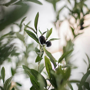 VICKY YAO- VICKY YAO- Realistic Faux Olive Tree Artificial Olive Tree / Outdoor Indoor Waterproof and UV-resistant 2.3cm H