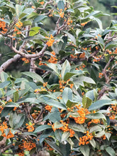 Load image into Gallery viewer, VICKY YAO Bonsai Garden - Premium 15-Year-Old Golden Osmanthus – The Top Choice for Luxury Homes