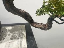 Load image into Gallery viewer, VICKY YAO Faux Plant - Exclusive Design Artificial Bonsai Arrangement