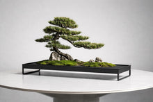 Load image into Gallery viewer, VICK YAO - Luxury Hotel Bonsai Art | Aman-Inspired Zen Interior Sculpture
L71 x D25-30cm x H46cm