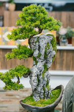 画像をギャラリービューアに読み込む, VICKY YAO Fine Bonsai - Roots Over Rock Bonsai Art Sculpture, Realistic Japanese Bonsai Tree, Preserved Moss, Luxury Zen Home &amp; Hotel Decor