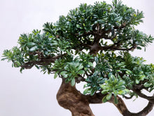 Load image into Gallery viewer, VICKY YAO - Handmade New Arrival Artificial Bonsai Art Gift for Him in Lotus Medium Pot 50x19x33cmH