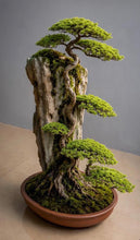 Laden Sie das Bild in den Galerie-Viewer, VICKY YAO Fine Bonsai - Roots Over Rock Bonsai Art Sculpture, Realistic Japanese Bonsai Tree, Preserved Moss, Luxury Zen Home &amp; Hotel Decor