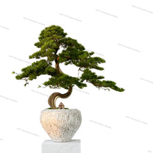 画像をギャラリービューアに読み込む, VICKY YAO - Artificial Bonsai Tree in Textured Ceramic Planter  Realistic Japanese Pine Style Tall Decorative Faux Plant for Home or Office