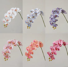 Load image into Gallery viewer, VICKY YAO Design - Best selling Luxury Natural Touch White 6 Stems Phalaenopsis Orchid Arrangement with Real Preserved Moss for Home &amp; Office Decor