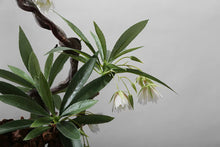 Load image into Gallery viewer, VICKY YAO - Realistic Bonsai Floral Arrangement in Pine Motif Ceramic Vase, Wabi Sabi Decor, Luxury Hotel &amp; Home Statement Piece L90xH80cm