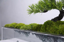 Load image into Gallery viewer, VICKY YAO Bonsai Art - Acrylic Floating Landscape Realistic Bonsai Art Sculpture