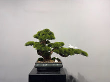 Laden Sie das Bild in den Galerie-Viewer, VICKY YAO Faux Bonsai - Exclusive Design Handmade Artificial Bonsai Tree in Realistic Ceramic Pot 70x25x45cm