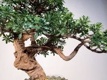 Load image into Gallery viewer, VICKY YAO - Handmade New Arrival Artificial Bonsai Art Gift for Him in Lotus Medium Pot 50x19x33cmH