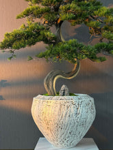 画像をギャラリービューアに読み込む, VICKY YAO - Artificial Bonsai Tree in Textured Ceramic Planter  Realistic Japanese Pine Style Tall Decorative Faux Plant for Home or Office