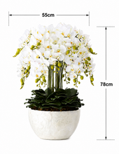画像をギャラリービューアに読み込む, VICKY YAO Design -Bespoke Luxury Floral Design Elegant Shell-Finish Planter with 18 Stem Real Touch Orchid Arrangement W55xH78cm
