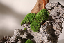 Load image into Gallery viewer, VICKY YAO Bonsai Project - Realistic Juniper Bonsai for New Chinese &amp; Japanese Style Restaurant customizable in any size. UV-resistant, waterproof indoor outdoor