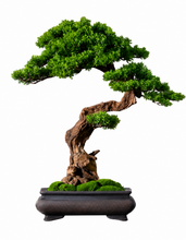 Load image into Gallery viewer, VICKY YAO Bonsai Art - Limited Edition Unique Realistic Zen Bonsai Art L59xW25xH65cm