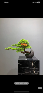 VICKY YAO Design Aesthetic - Exclusive Luxury Artificial Bonsai Tree in Realistic Moon Pot Faux Bonsai Art