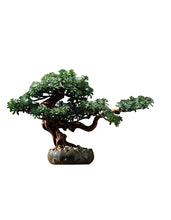 Load image into Gallery viewer, VICKY YAO Faux Bonsai - Natural Artificial Bonsai Art Gift for Him in Lotus Medium Pot