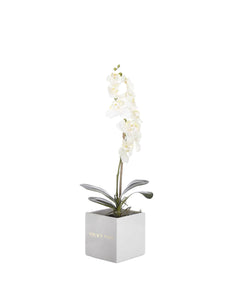 VICKY YAO Faux Floral - Natural Touch Artificial 1 Stem Orchid Floral Arrangement In Ceramic Cube Pot