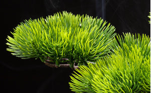 VICKY YAO Faux Bonsai - Natural Fresh Green Pine Artificial Bonsai Arrangement & Luxury Bonsai Fragrance 50ml