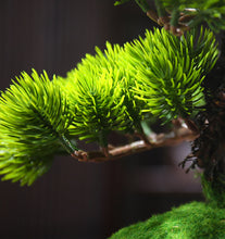 画像をギャラリービューアに読み込む, VICKY YAO Faux Bonsai - Natural Fresh Green Artificial Bonsai Art In White Pot &amp; Luxury Bonsai Fragrance 50ml