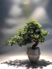 Load image into Gallery viewer, VICKY YAO Faux Bonsai - Exclusive Design Faux Bonsai Art In Ceramic Pot Gift for Him