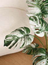 Load image into Gallery viewer, VICKY YAO Faux Plant - Real Touch Faux Monstera albo Art In Ceramic Pot