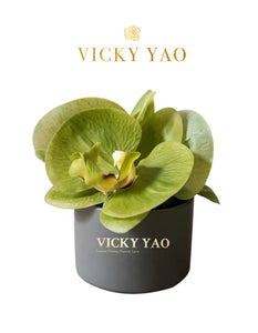 VICKY YAO FRAGRANCE - Cute Natural Touch Fresh Green Faux Orchid Art & Luxury Fragrance 50ml
