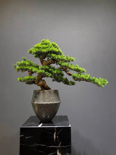 Load image into Gallery viewer, VICKY YAO Faux Bonsai - Exclusive Design Best Selling Luxury Restaurant Artificial Bonsai Art 78x68cmH