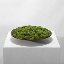 画像をギャラリービューアに読み込む, VICKY YAO Preserved Moss - Nature Gift Real Preserved Moss Art &amp; Natural Bonsai Spray 50ml