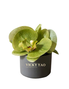 VICKY YAO FRAGRANCE - Cute Natural Touch Fresh Green Faux Orchid Art & Luxury Fragrance 50ml