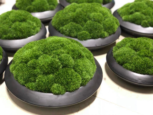 VICKY YAO Preserved Moss - Exclusive Design Preserved Moss Bowl Art In Ceramic Pot