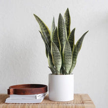 Load image into Gallery viewer, VICKY YAO Faux Plant - Exclusive Design Artificial Snake Plant in Pot