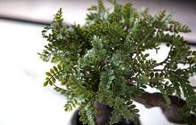 Load image into Gallery viewer, VICKY YAO Faux Plant - Exclusive Design Artificial Bonsai Arrangement