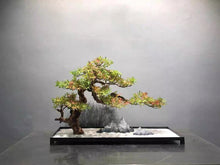 Load image into Gallery viewer, VICKY YAO Faux Bonsai - Exclusive Design Advanced handcraft Gradient Color Faux Bonsai Art Work Iron Base