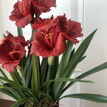 Load image into Gallery viewer, VICKY YAO Faux Floral - Exclusive Design Luxury Artificial Hippeastrum Flower Arrangement