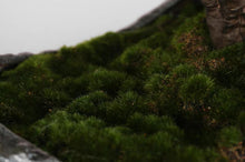画像をギャラリービューアに読み込む, VICKY YAO Faux Bonsai - Exclusive Luxury Artificial Bonsai Tree in Realistic Moon Pot Faux Bonsai Art