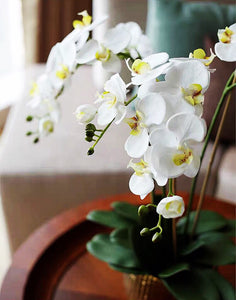 Vicky Yao Faux Floral - Exclusive Design Faux Phalaenopsis Orchid Flowers Arrangement