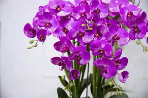 Vicky Yao Faux Floral  - Exclusive Design Fushia Artificial Orchid Pot Flower Arrangement