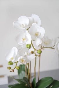 Vicky Yao Faux Floral -Real Touch White Butterfly Orchid Golden Pot - Vicky Yao Home Decor SEO