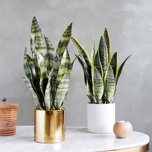 VICKY YAO Faux Plant - Exclusive Design Artificial Snake Plant in Pot