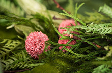 画像をギャラリービューアに読み込む, Vicky Yao Preserved Flowers - Exclusive Design Real Dry Flowers Preserved Flowers Door Wreath